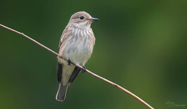 Spotted Flycatcher