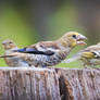 Hawfinch