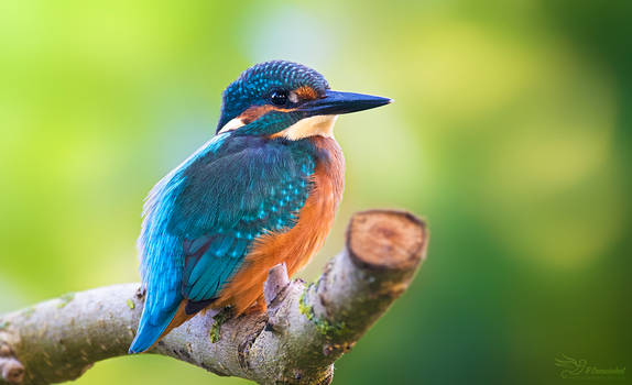 Kingfisher