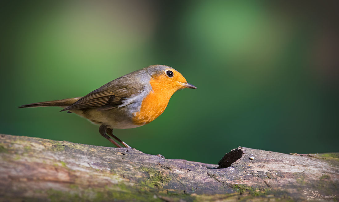 Robin by PaulaDarwinkel