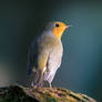 Robin