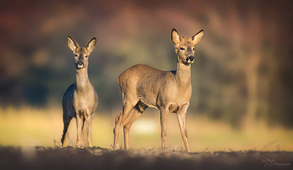 Roe deer