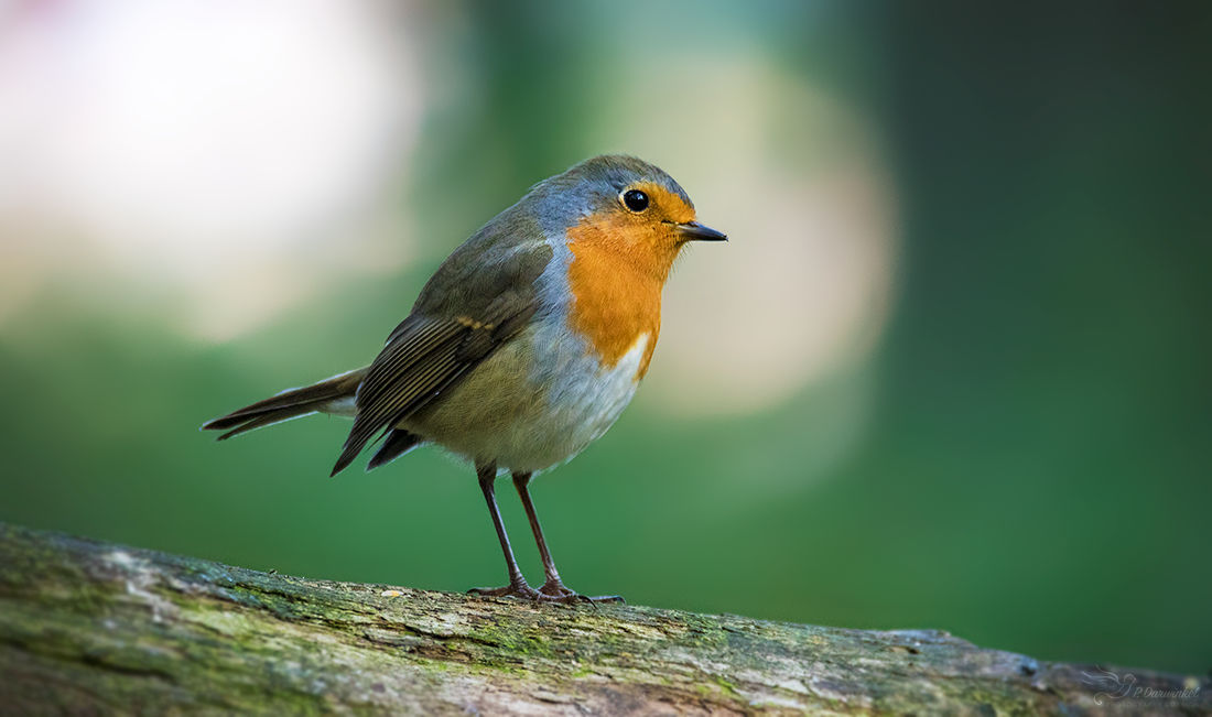 Robin by PaulaDarwinkel on DeviantArt
