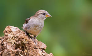 House Sparrow