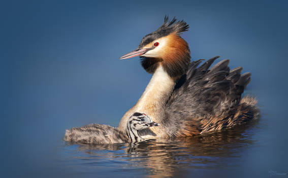 Great Crested Grebe