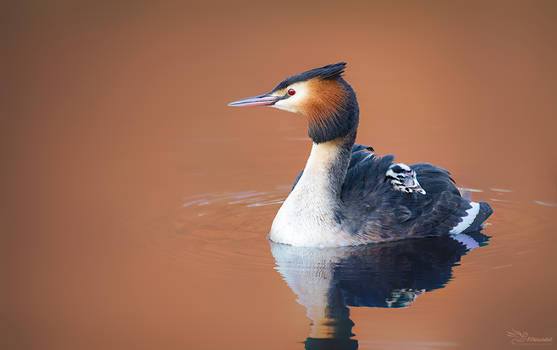 Great Crested Grebe