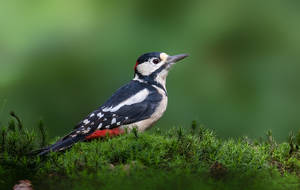 Great Spotted Woodpecker