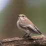 Pied Flycatcher