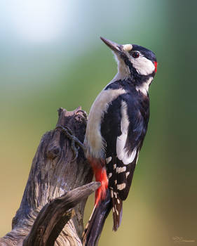 Great Spotted Woodpecker