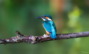 Kingfisher