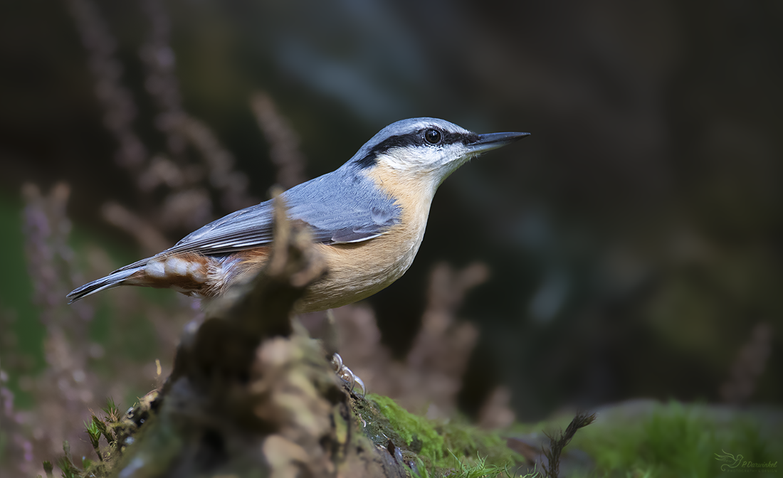 Nuthatch