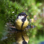 Great Tit