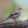 Chaffinch