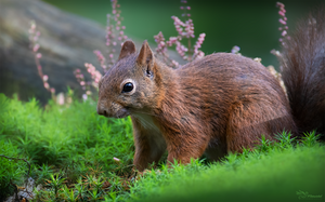 Red Squirrel