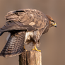 Buzzard