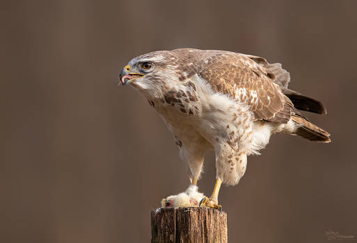 Buzzard