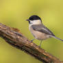 Willow tit