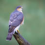 Sparrowhawk