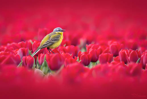 Yellow wagtail