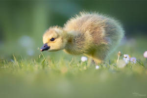 Canada goose chick