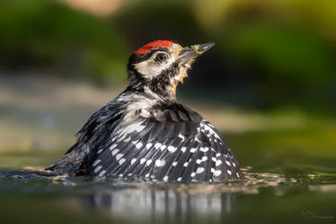 Great spotted woodpecker