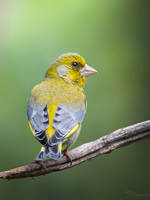 Greenfinch