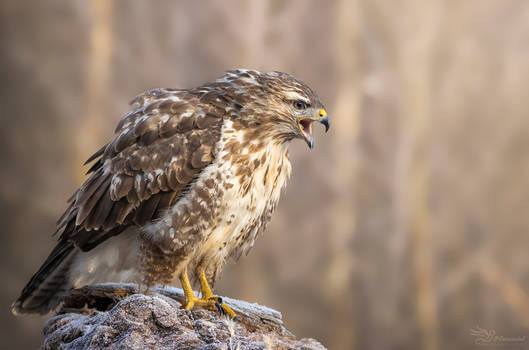 Buzzard