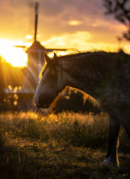 Horse at sunset