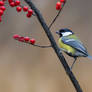 Great tit