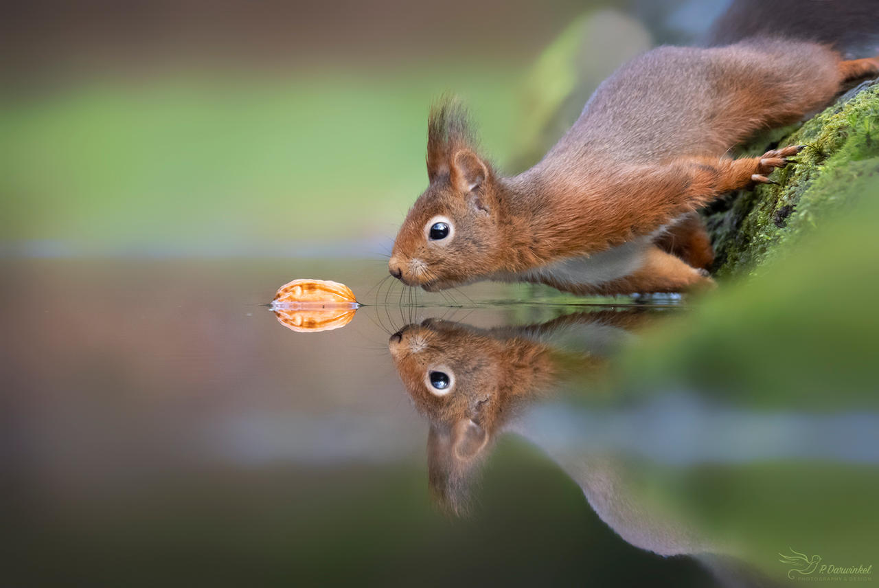 Squirrel Deviantart Squirrel by PaulaDarwinkel on DeviantArt