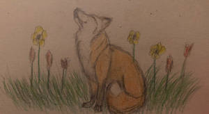Meadow - day 8 - May Foxes Bloom