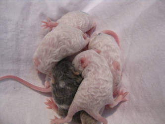 12 Day Old Mice