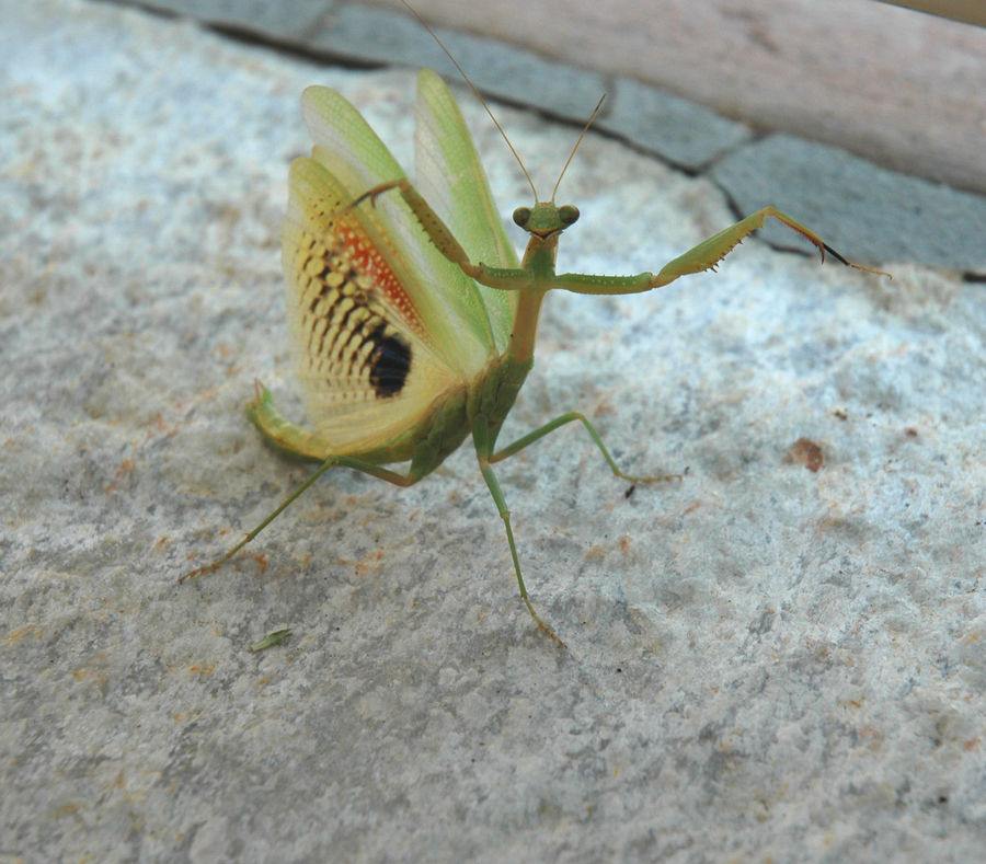 Praying Mantis Display 3 by LynnsBeadsNThings on DeviantArt