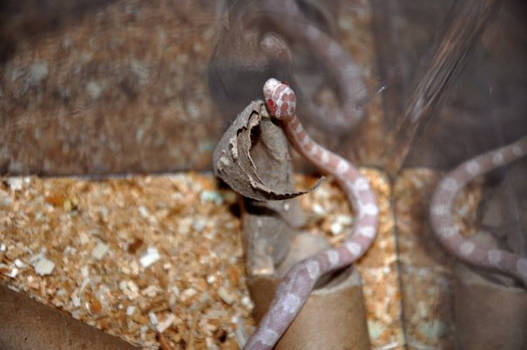 Corn Snake 2