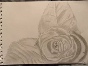 Pencil Drawing: Rose