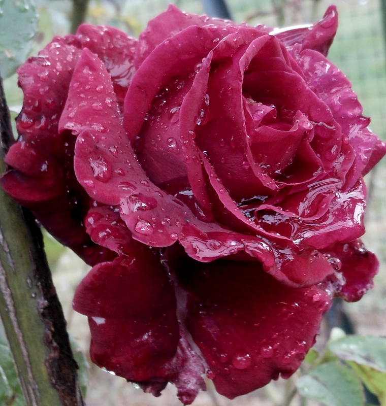 Wet Red Rose