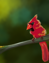 Red Bird