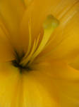 Yellow by tithta