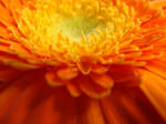Flor LXXIII by tithta