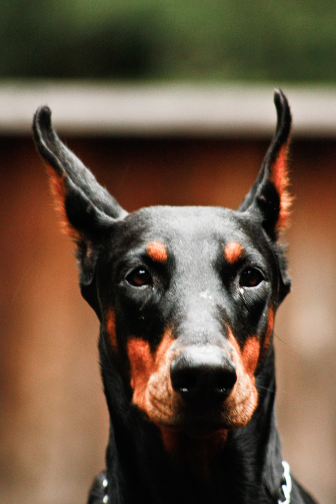 Doberman