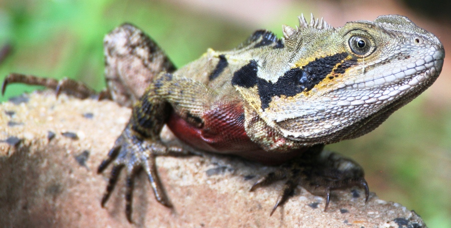 WATERDRAGON MALE