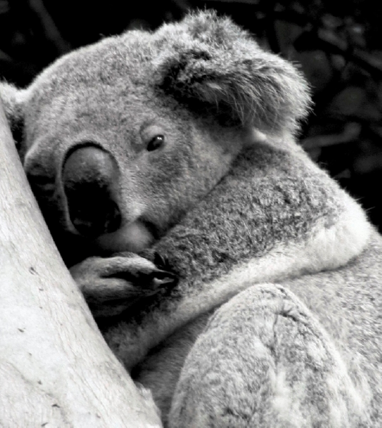 KOALA SNUGGLED UP