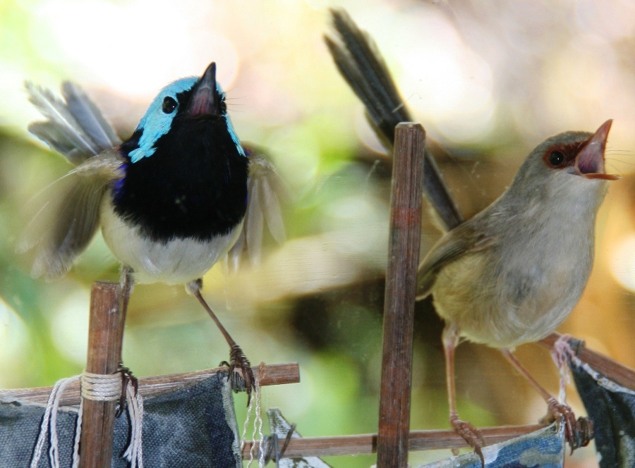 Singing in the window