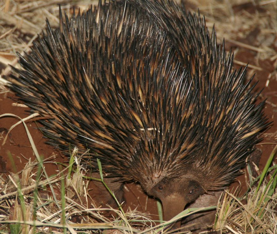 Echidna