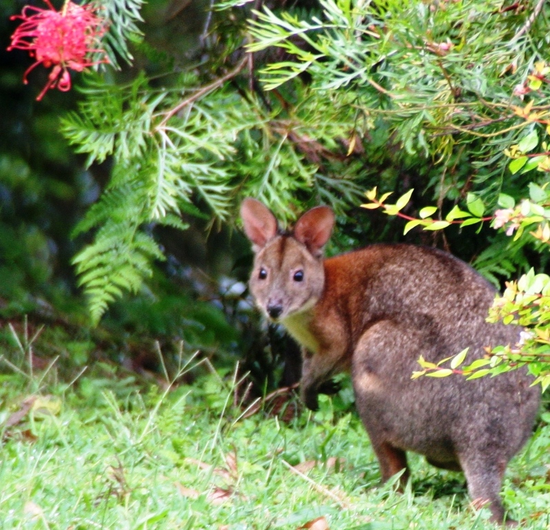 Pademelon visiting our backyard