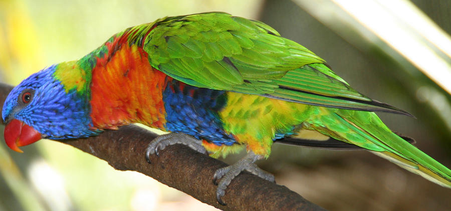 Rainbow Lorikeet