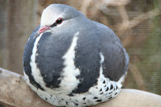 Wonga Pigeon