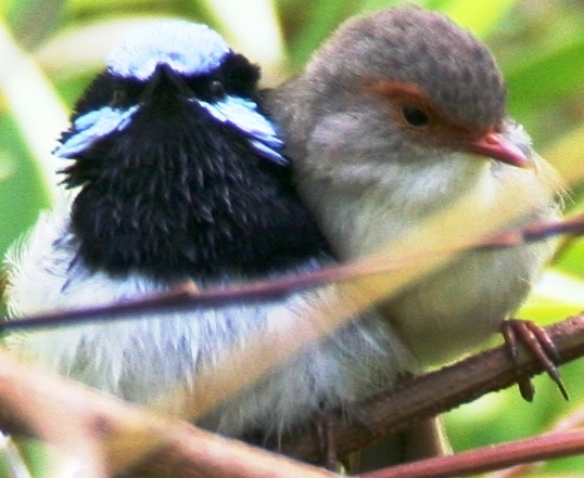 Superb Fairy-wren love 2