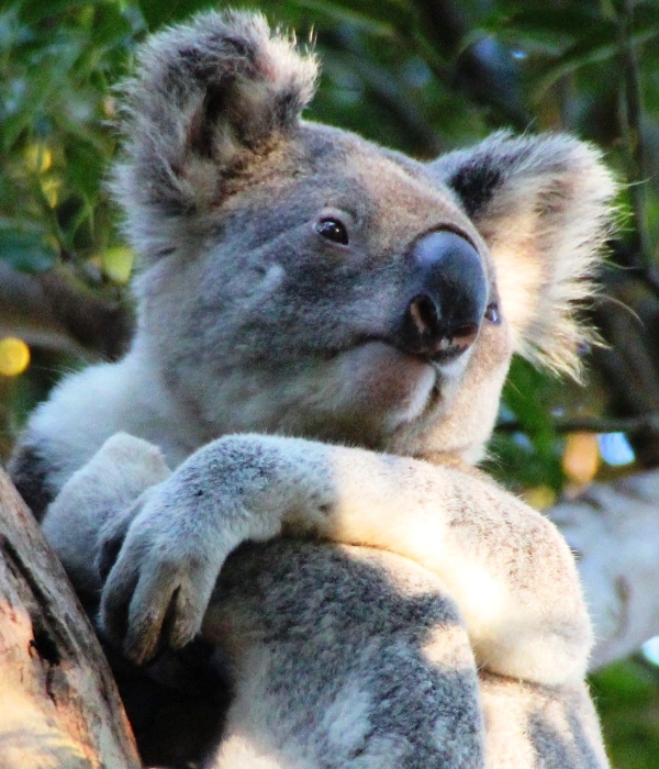 Koala Awake