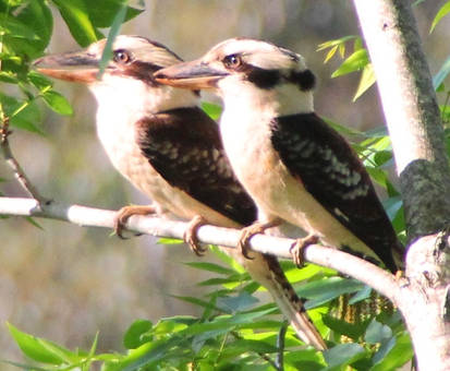 A pair of visiting Kookaburras